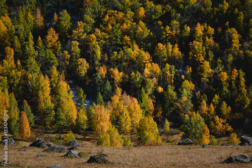 Obraz na płótnie A vibrant golden autumn forest in the Altai Republic, showcasing a spectacular array of colors and natural beauty. w salonie