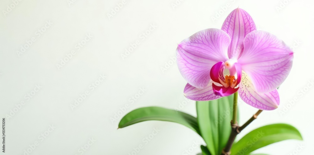 Single orchid in isolation on white background, isolated, green leaves, closeup Single orchid in isolation on white background, isolated, green leaves, closeup