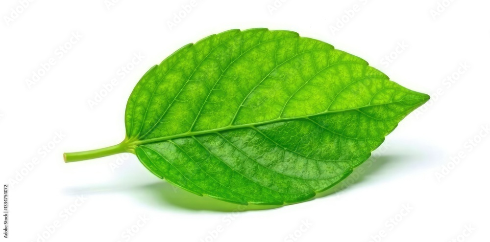 Fototapeta premium Single leaf with veins isolated on white background, organic, natural