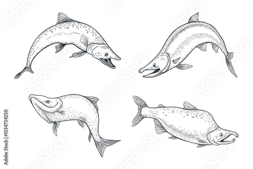 Trout black white vector illustration. Salmon monochrome sketch hand drawn. Nerka sea fish painted engraving art. Sockeye drawing in graphic. Variety fish set for package, label, sign board.