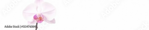 Single orchid stem on white background isolated, isolation, orchid