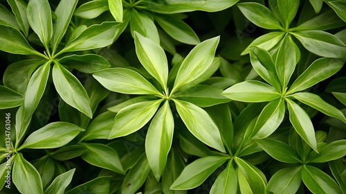 Wallpaper Mural Vibrant Green Lush Foliage Botanical Background Texture Torontodigital.ca