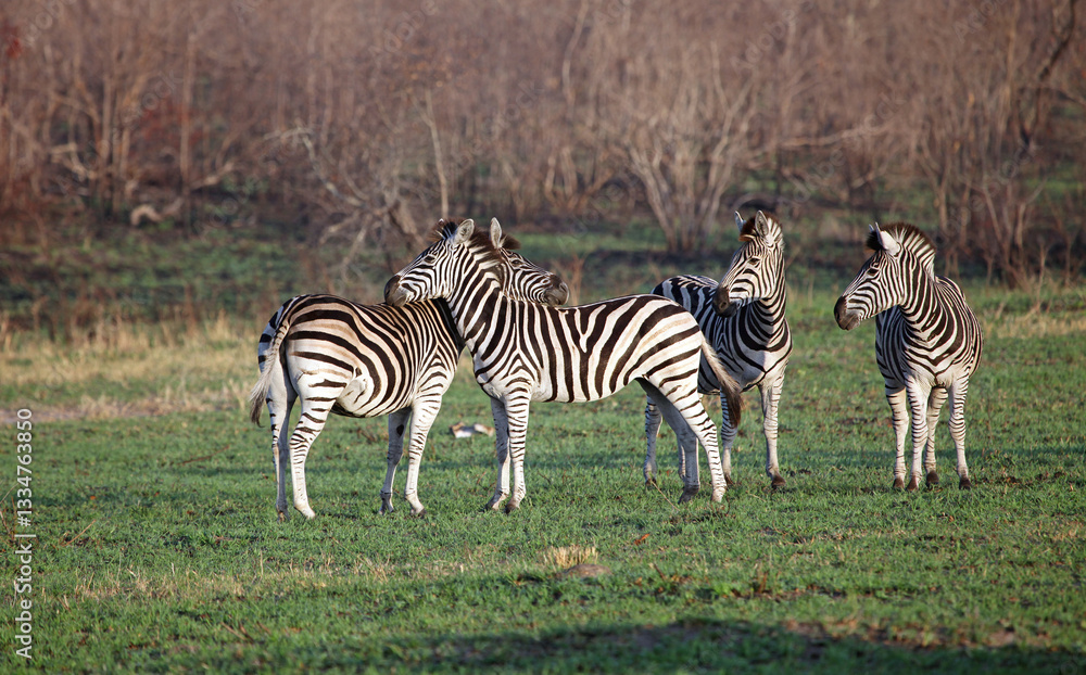 Obraz premium Four Zebra in early morning sunlight, South Africa 