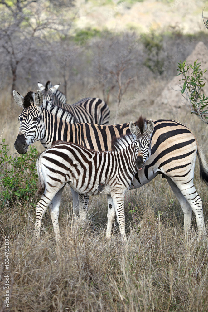 Obraz premium Female Zebra with foal, South Africa 