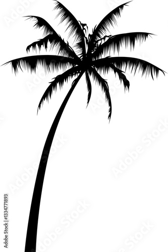 Une silhouette d'un palmier sur un fond transparent