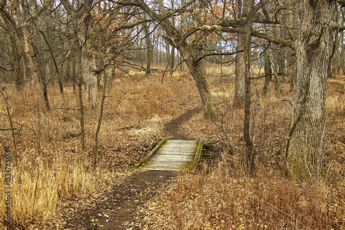 Foto Early Spring landscape of a short wooden boardwalk in the forest along the Montrose Segment of the Ice Age Trail near Madison, Wisconsin