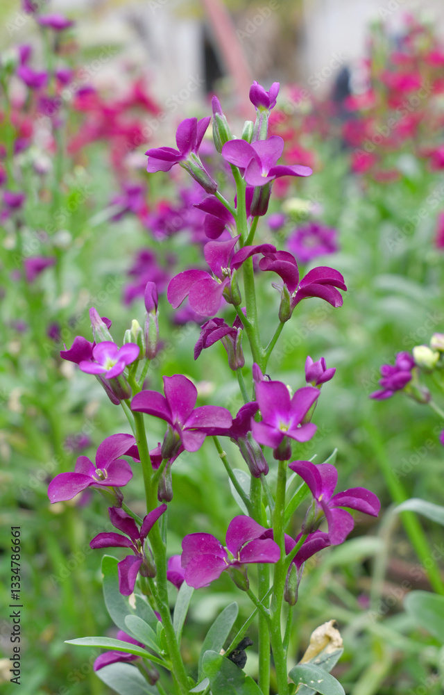 Purple Hoary Stock, Purple Hoary Stock or Matthiola Incana is a member of the Brassicaceae family of flowering plants. It's also commonly known as Brompton Stock, Common Stock, Purple flower in garden Purple Hoary Stock, Purple Hoary Stock or Matthiola Incana is a member of the Brassicaceae family of flowering plants. It's also commonly known as Brompton Stock, Common Stock, Purple flower in garden