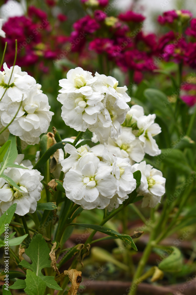 White Hoary Stock, White Hoary Stock or Matthiola Incana is a member of the Brassicaceae family of flowering plants. It's also commonly known as Brompton Stock, Common Stock, White flower in garden White Hoary Stock, White Hoary Stock or Matthiola Incana is a member of the Brassicaceae family of flowering plants. It's also commonly known as Brompton Stock, Common Stock, White flower in garden