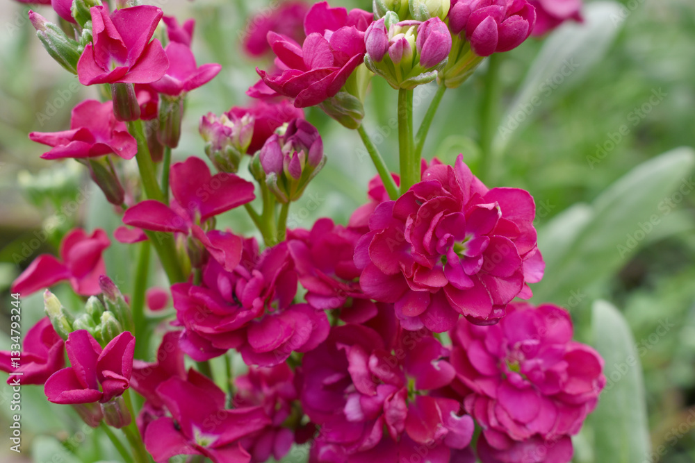 Red Hoary Stock, Red Hoary Stock or Matthiola Incana is a member of the Brassicaceae family of flowering plants. It's also commonly known as Brompton Stock, Common Stock, Red flower in garden Red Hoary Stock, Red Hoary Stock or Matthiola Incana is a member of the Brassicaceae family of flowering plants. It's also commonly known as Brompton Stock, Common Stock, Red flower in garden