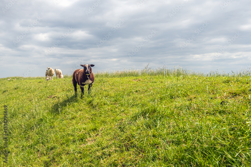 Curious dark brown sheep stands on a Dutch dike and looks at the photographer. In the background are white sheep with their lambs. It is a cloudy day in the spring season.