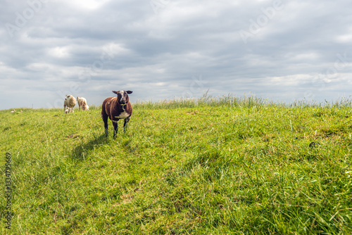 Obraz na płótnie Curious dark brown sheep stands on a Dutch dike and looks at the photographer. In the background are white sheep with their lambs. It is a cloudy day in the spring season. w salonie