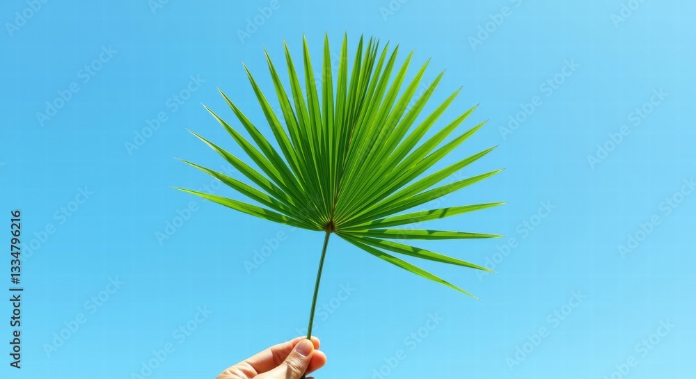 Obraz premium A hand holding a single green palm leaf against a clear, bright blue sky 01