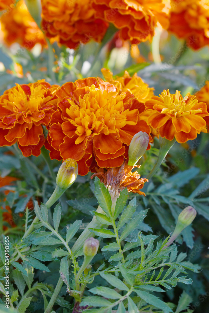 Yellow red french marigold flower blossom in garden, Yellow red french Mari Gold flowers for decorate garden, Close up of beautiful small marigold flower in garden. Marigold flowers bloom in nature Yellow red french marigold flower blossom in garden, Yellow red french Mari Gold flowers for decorate garden, Close up of beautiful small marigold flower in garden. Marigold flowers bloom in nature