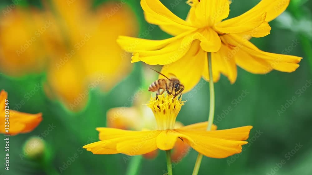 4k Video of Bees Pollinating Vibrant Yellow Flowers in a Sunny Garden During Spring 4k Video of Bees Pollinating Vibrant Yellow Flowers in a Sunny Garden During Spring