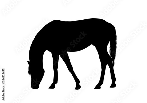 silhouette of a horse - vector illustration