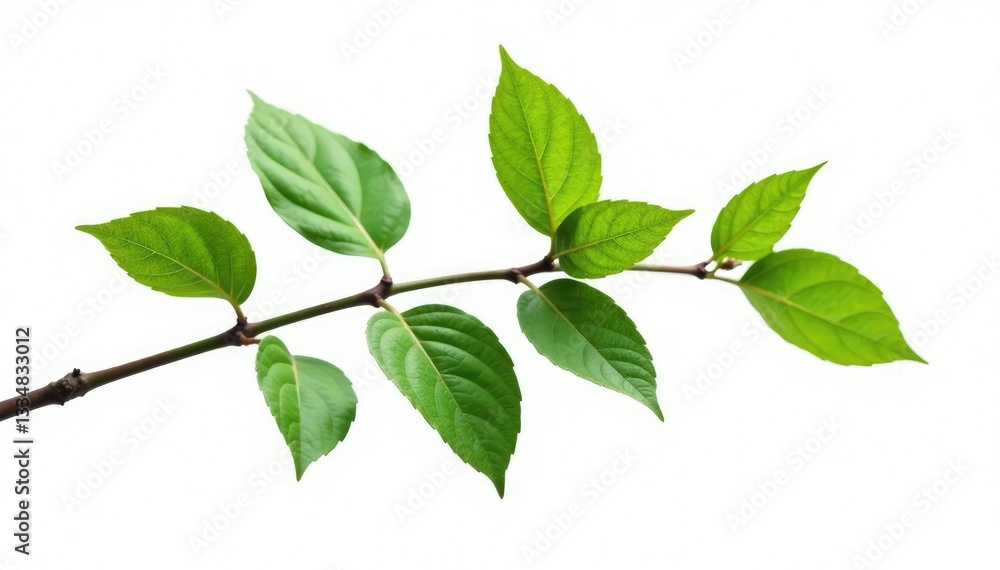 Single isolated branch with leaves on white background, tree, minimalist, green Single isolated branch with leaves on white background, tree, minimalist, green