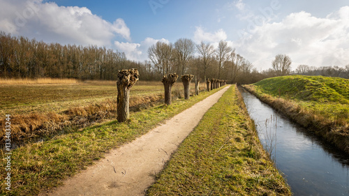 Walking along the paths with the pollard willows in the park called 'English work' near the Hanseatic city of Zwolle on a sunny winter day