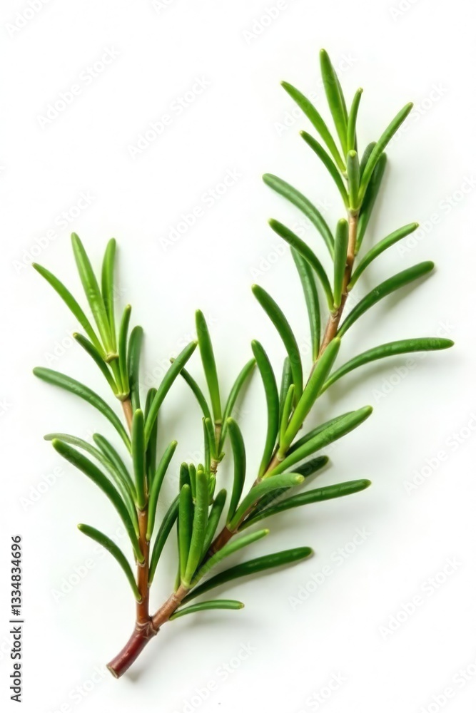 Sprigs of rosemary on white background branches, floral, herb, isolated Sprigs of rosemary on white background branches, floral, herb, isolated
