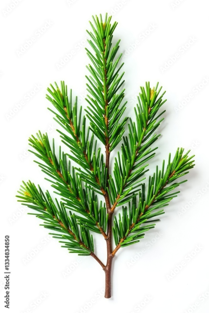 Spruce and fir branches isolated on white background, forestry, twig, organic Spruce and fir branches isolated on white background, forestry, twig, organic