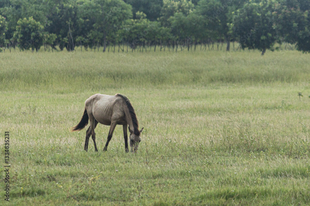 East Sumba, East Nusa Tenggara , Indonesia – 03 15. 2025 – The sandalwood horse looks fat, the green grass is still sufficiently available in the Sumba savanna East Sumba, East Nusa Tenggara , Indonesia – 03 15. 2025 – The sandalwood horse looks fat, the green grass is still sufficiently available in the Sumba savanna