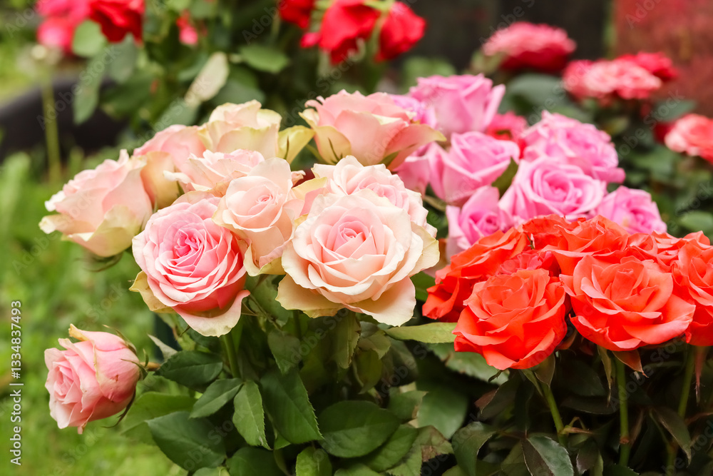 Beautiful bouquets of different colored red roses on the grave. Memorial flowers have been brought to the grave of a loved one. Beautiful bouquets of different colored red roses on the grave. Memorial flowers have been brought to the grave of a loved one.