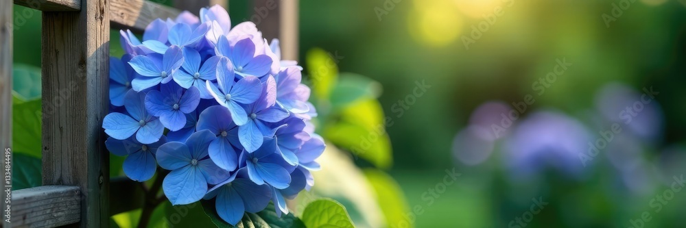Large blue-purple hydrangea blooms on a wooden trellis in a garden, flowers, bloom Large blue-purple hydrangea blooms on a wooden trellis in a garden, flowers, bloom