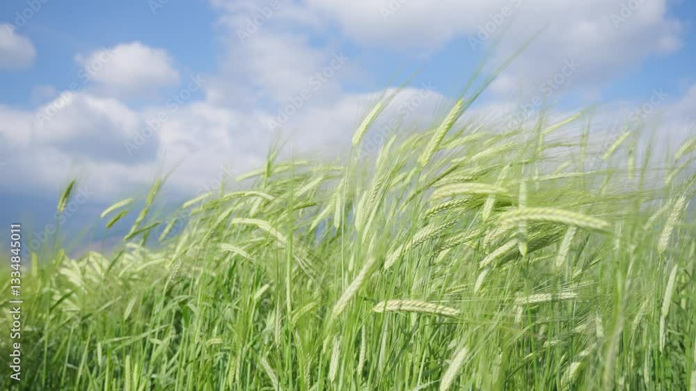 4k Video of Rice Floating With the Wind in Aerial Shot Showcasing Beautiful Green Fields Under a Clear Sky 4k Video of Rice Floating With the Wind in Aerial Shot Showcasing Beautiful Green Fields Under a Clear Sky