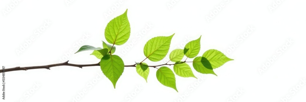 Single isolated branch on white background with leafy details, tree branch landscape photography, branches Single isolated branch on white background with leafy details, tree branch landscape photography, branches