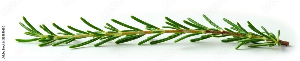 Sprigs of rosemary isolated on white background, greenery, herb Sprigs of rosemary isolated on white background, greenery, herb