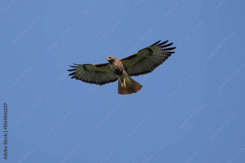 Obraz premium Red-tailed Hawk in flight