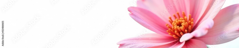 Delicate petal details isolated on white background, single bloom, closeup, botanical Delicate petal details isolated on white background, single bloom, closeup, botanical