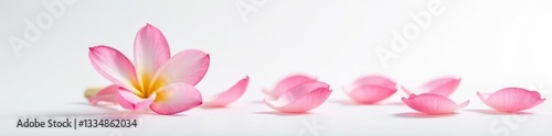 Single flower with petals on a white background, blossom, petal, nature