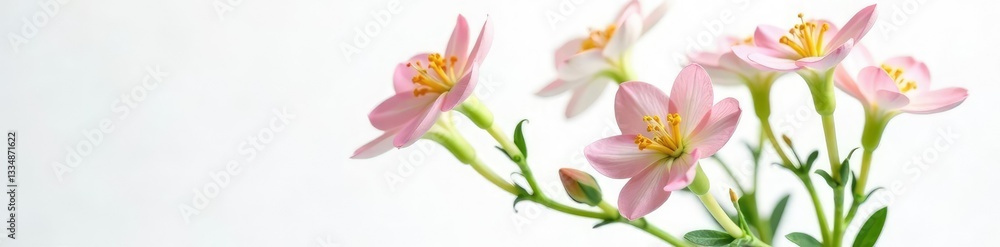 Delicate Moringa flowers unfolding in a vase on white background, moringa, floral Delicate Moringa flowers unfolding in a vase on white background, moringa, floral