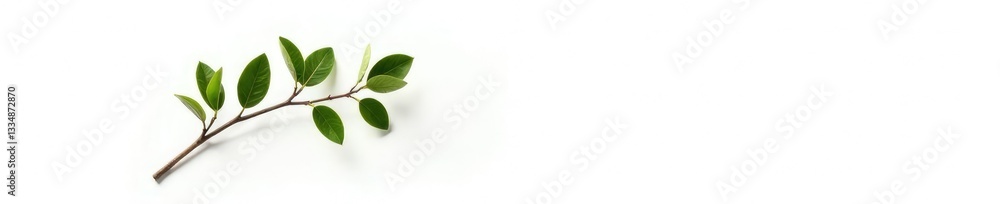Single isolated branch on darkened white background, solitary, contrast Single isolated branch on darkened white background, solitary, contrast