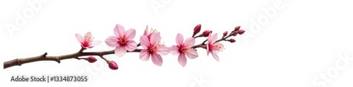 Single isolated branch with flowers on white background, flowered branch, tree part