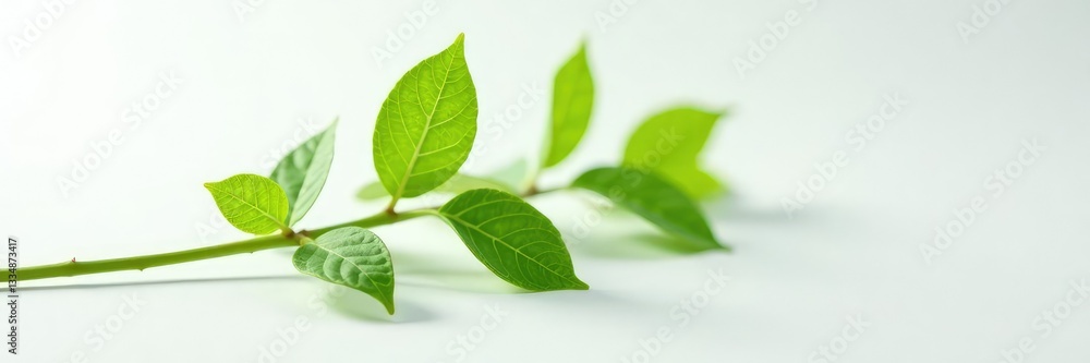 Stem with delicate green leaves on a clean white surface, simple shapes, leafy greens Stem with delicate green leaves on a clean white surface, simple shapes, leafy greens