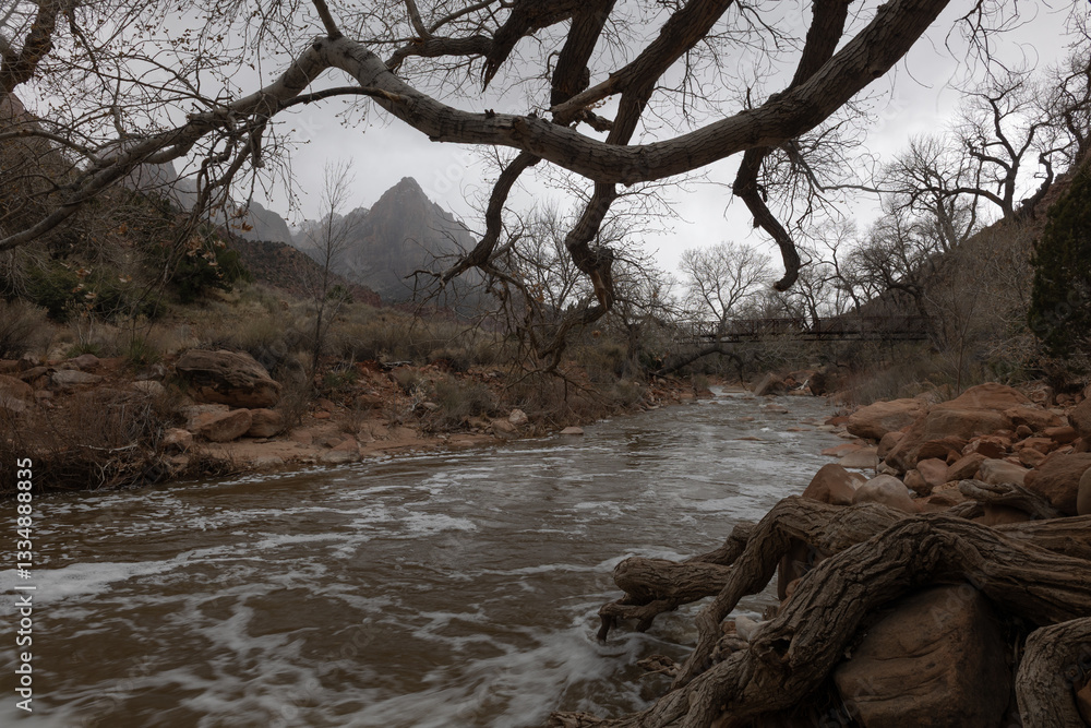 Φωτογραφία The muddy water of the Virgin River swirls past the gnarled roots and winter bare branches of a cottonwood tree in Zion NP Ut
