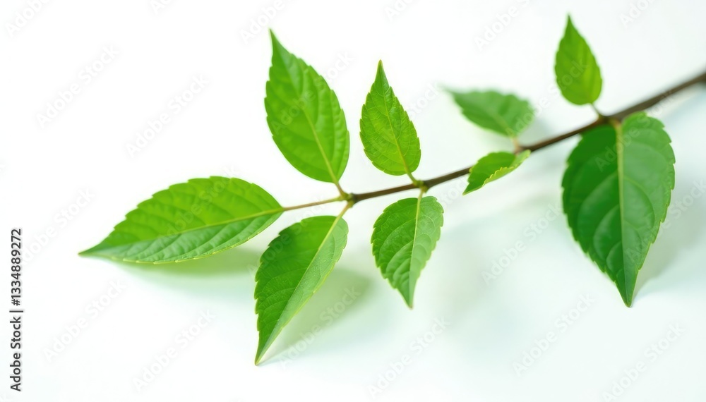 Single isolated branch with leaves on white background, leafy, solitary, green Single isolated branch with leaves on white background, leafy, solitary, green