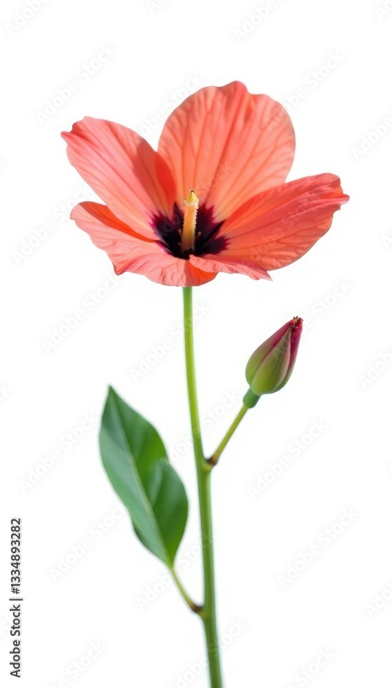 Single flower isolated against stark white background, blossom, blossoming Single flower isolated against stark white background, blossom, blossoming