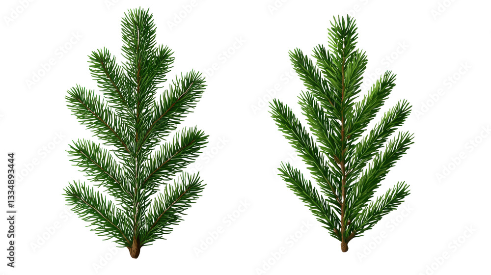 Naklejka premium Realistic Pine Tree Branches Isolated on White Background