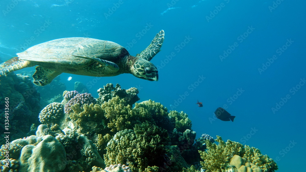 Obraz premium Hawksbill sea turtle (CR species) Hawksbill Turtle - Eretmochelys imbricata. Sea turtles . Great Reef Turtle .Bissa. 