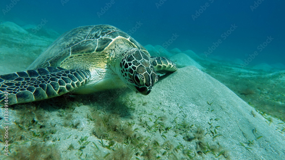 Obraz premium Big Green turtle , Green turtles are the largest of all sea turtles. A typical adult is 3 to 4 feet long and weighs between 300 and 350 pounds.