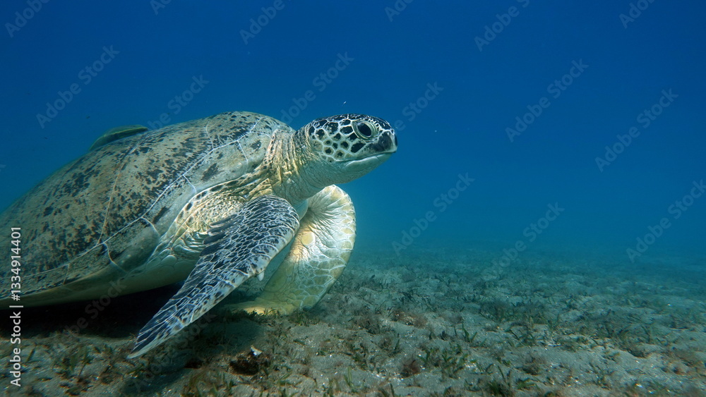 Obraz premium Big Green turtle , Green turtles are the largest of all sea turtles. A typical adult is 3 to 4 feet long and weighs between 300 and 350 pounds.