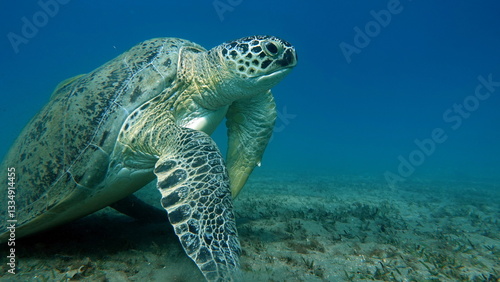 Big Green turtle , Green turtles are the largest of all sea turtles. A typical adult is 3 to 4 feet long and weighs between 300 and 350 pounds.