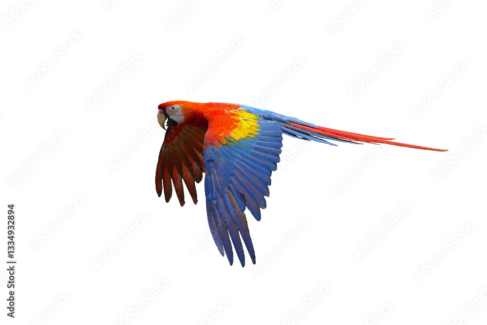 Fototapeta premium scarlet macaw isolated on white background. This has clipping path. 