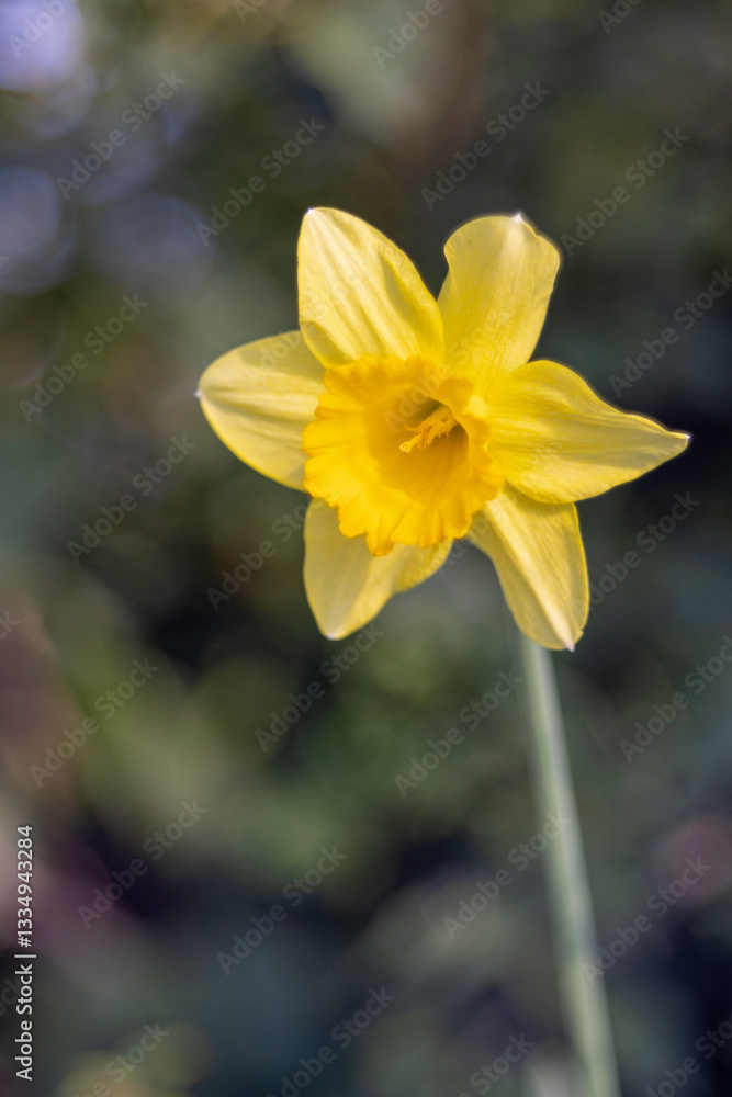 Vibrant Yellow Daffodil in Soft Natural Light Vibrant Yellow Daffodil in Soft Natural Light