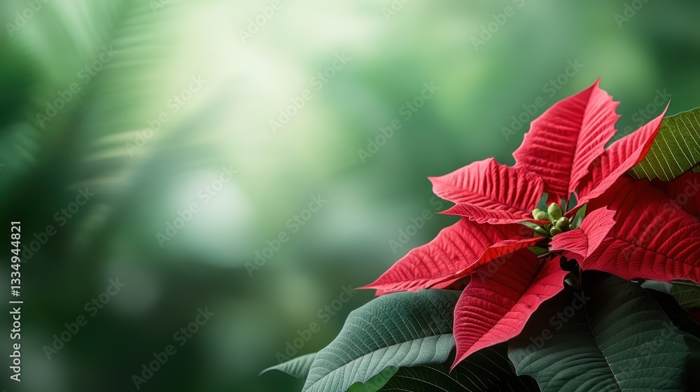 This striking poinsettia showcases its vivid red petals and lush green leaves, beautifully contrasted against a soft, blurred green backdrop, perfect for festive themes. This striking poinsettia showcases its vivid red petals and lush green leaves, beautifully contrasted against a soft, blurred green backdrop, perfect for festive themes.