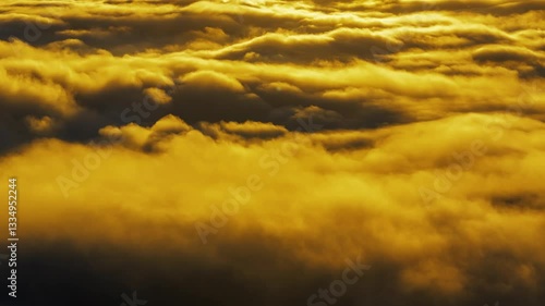 clouds in the forest
