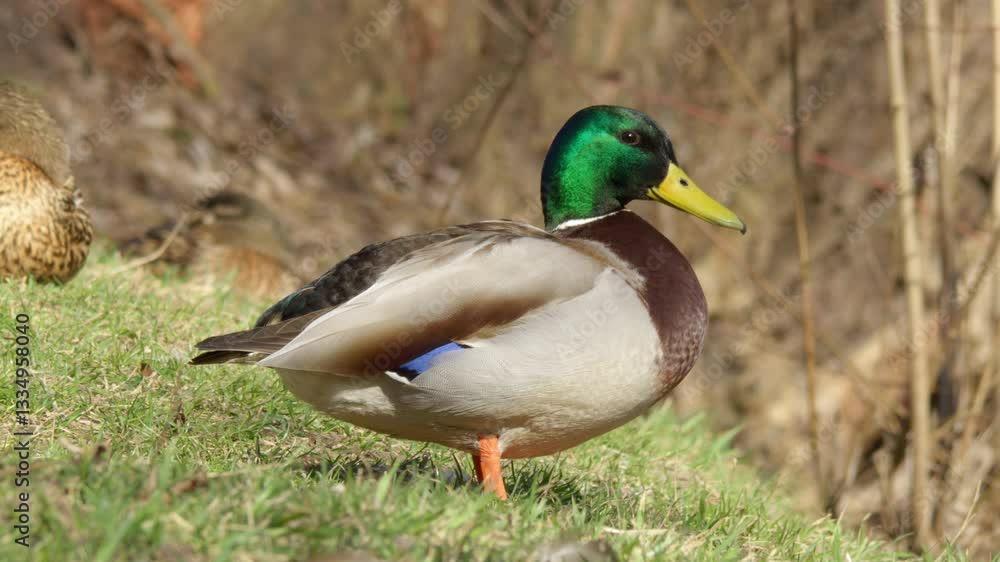 A Vibrant Male Mallard Duck Gracefully Standing in Its Natural Habitat Surrounded by Nature A Vibrant Male Mallard Duck Gracefully Standing in Its Natural Habitat Surrounded by Nature