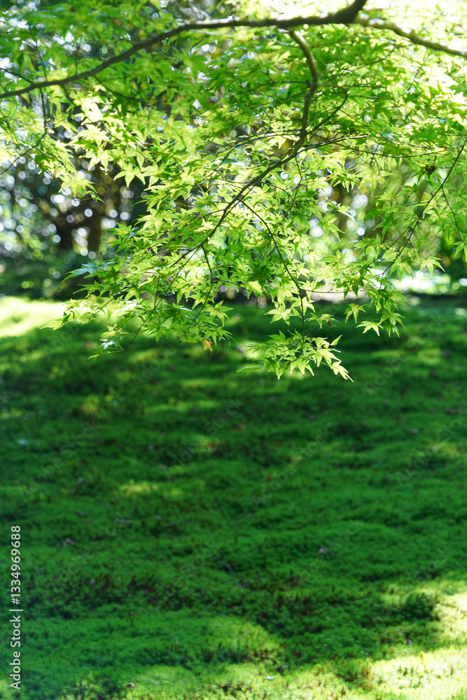 Fototapeta premium 青もみじと緑の苔
